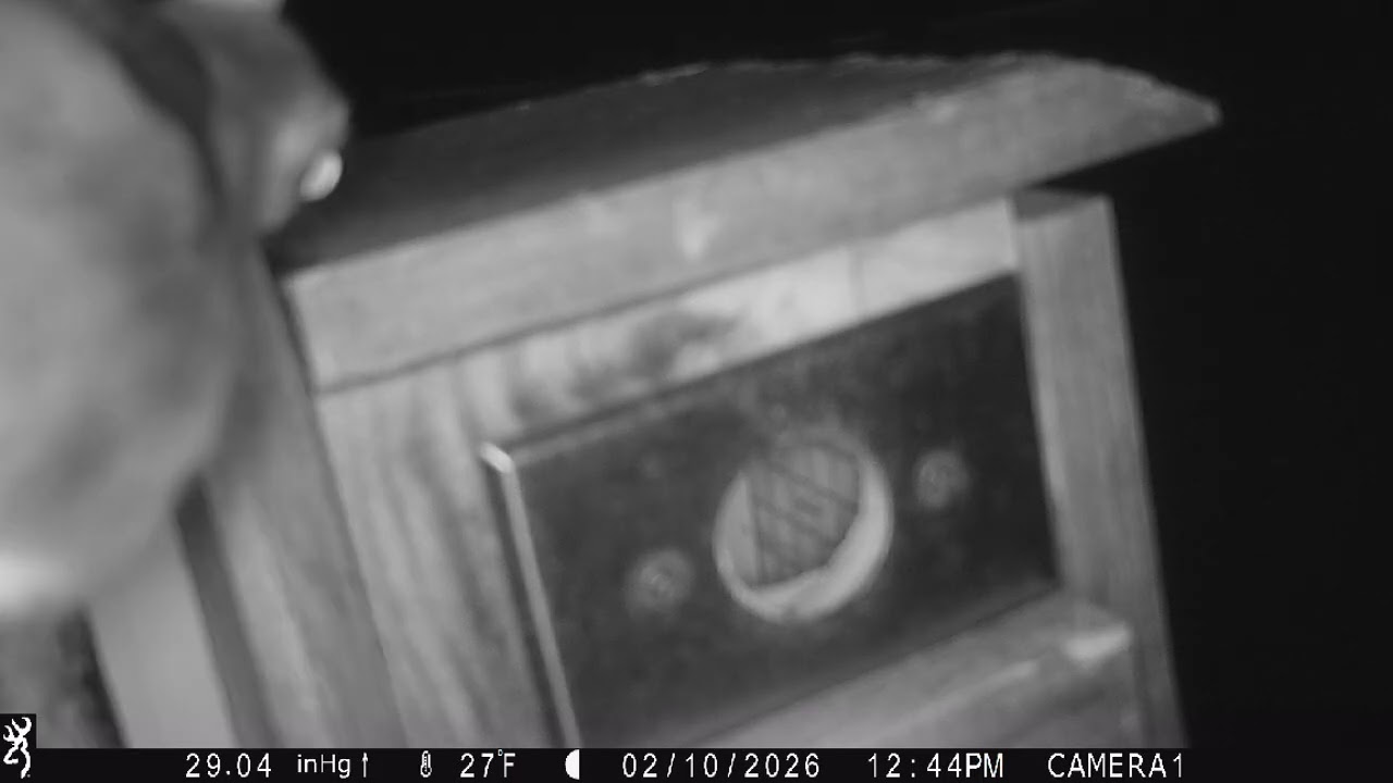 Flying squirrel entering squirrel house