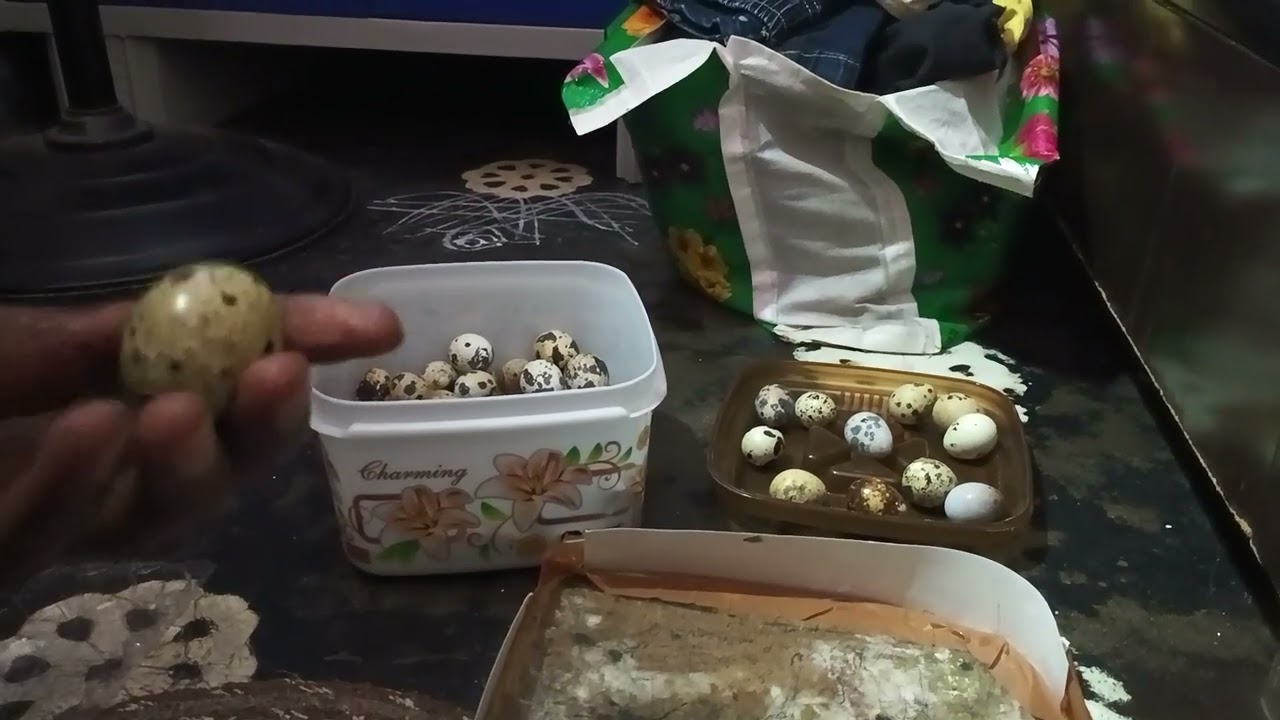 కౌజు గుడ్లు హటచ్చింగ్ కి సిద్ధం చేస్తున్నాం quail eggs for ready to hatching 🐣 in incubator 