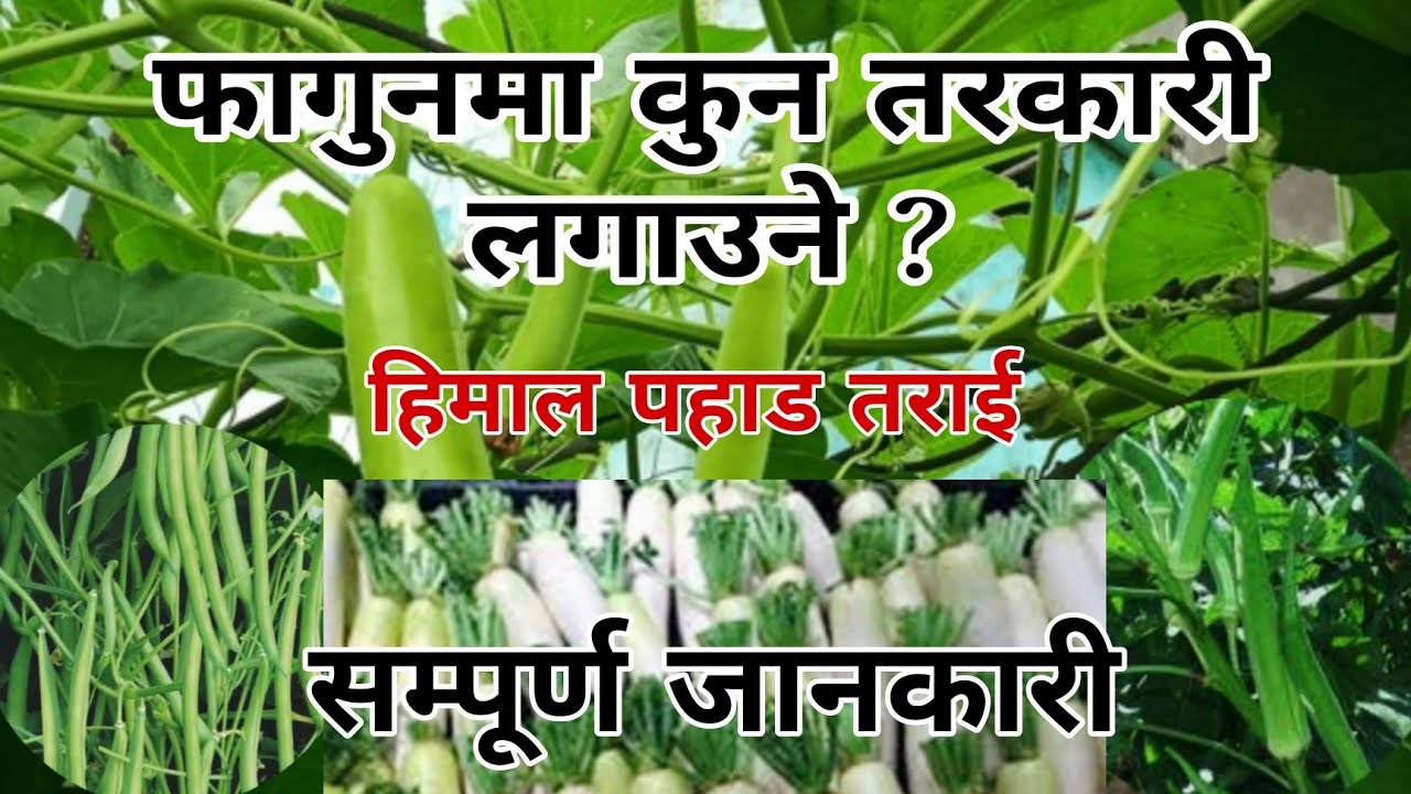 फागुनमा कुन तरकारी लगाउने ? हिमाल पहाड तराई 