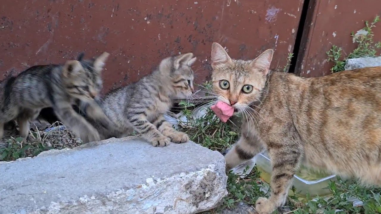 Despite being hungry, the Mother Cat brings the piece of sausage she found to her Kittens.