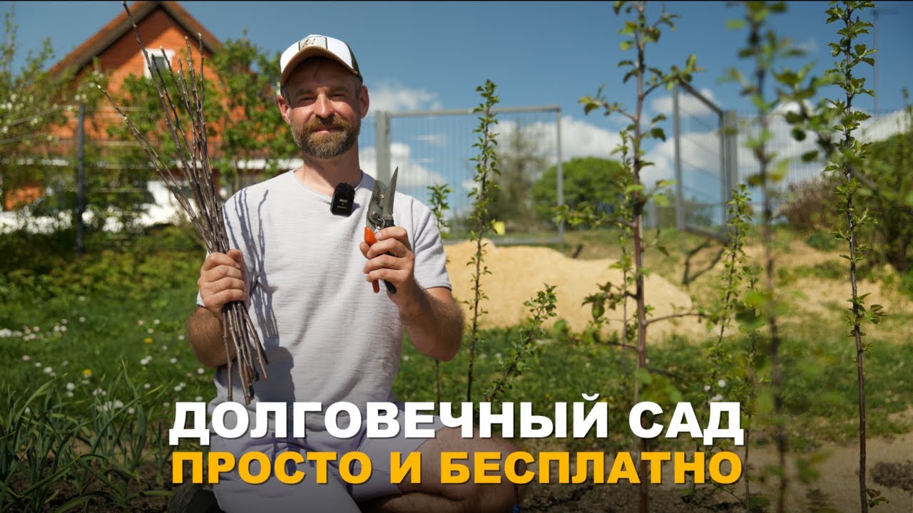 ДВА ПРОСТЫХ СПОСОБА ПРИВИВКИ ПЛОДОВЫХ ДЕРЕВЬЕВ. Прививка плодовых деревьев в расщеп и за кору.