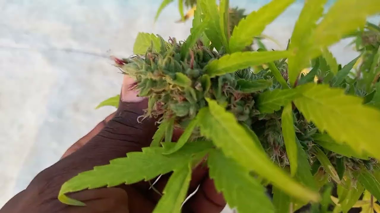 #2023 #outdoor Jamaica cannabis garden tour update 🇯🇲🌱💯😍