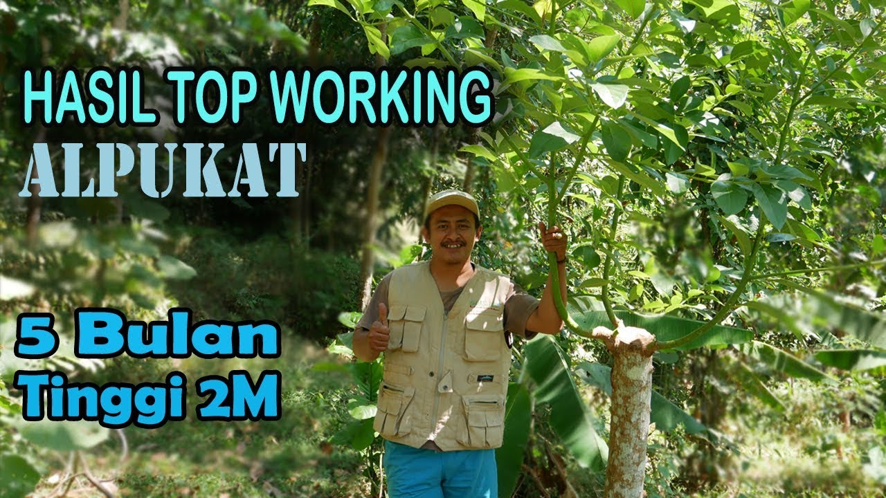 Update Hasil Top Working Alpukat Pertumbuhan Cepat dan Subur
