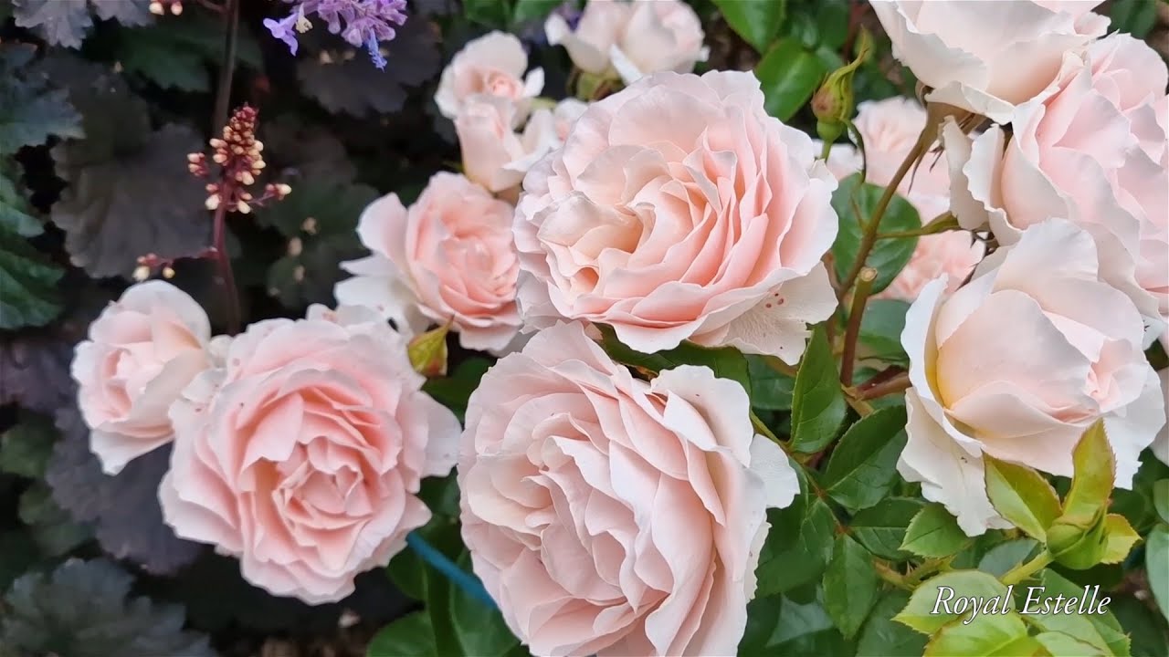 Beautiful modern roses. Part 2. Hystad rose garden 2022.