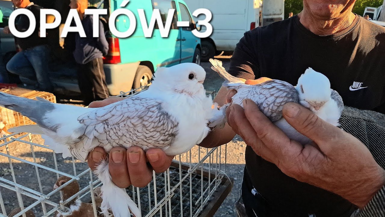 TARG OPATÓW 21.09.2025 (DUŻY WYBÓR GOŁĘBI)CZĘŚĆ -3. #gołębie #pigeon #birds #ptaki