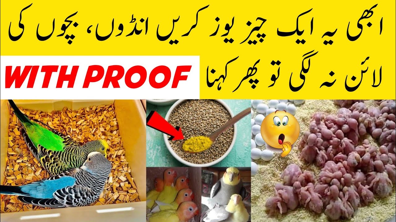 Birds best natural breeding formula | Best breeding formula for budgies, lovebirds, cocktail etc