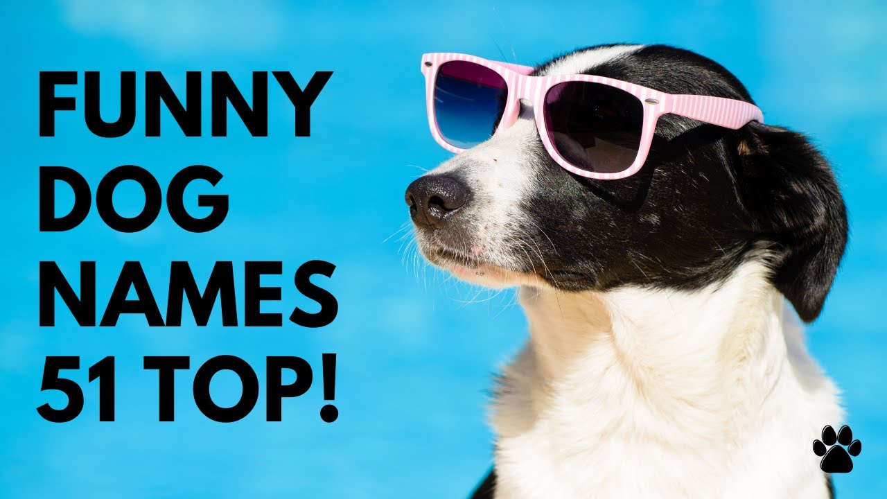 🐶 Funny Dog Names 51 PUNNY & CUTE & BEST Ideas | Names