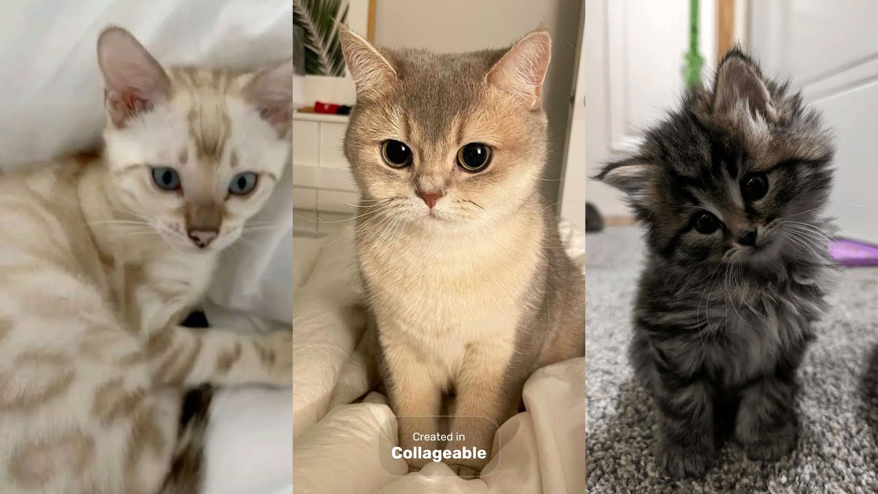 CATS OF TIKTOK🐾🐈🐈‍⬛#animals #cats #kitten 