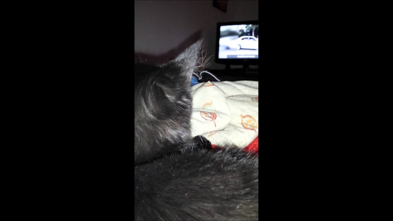 Chat spionneur :)