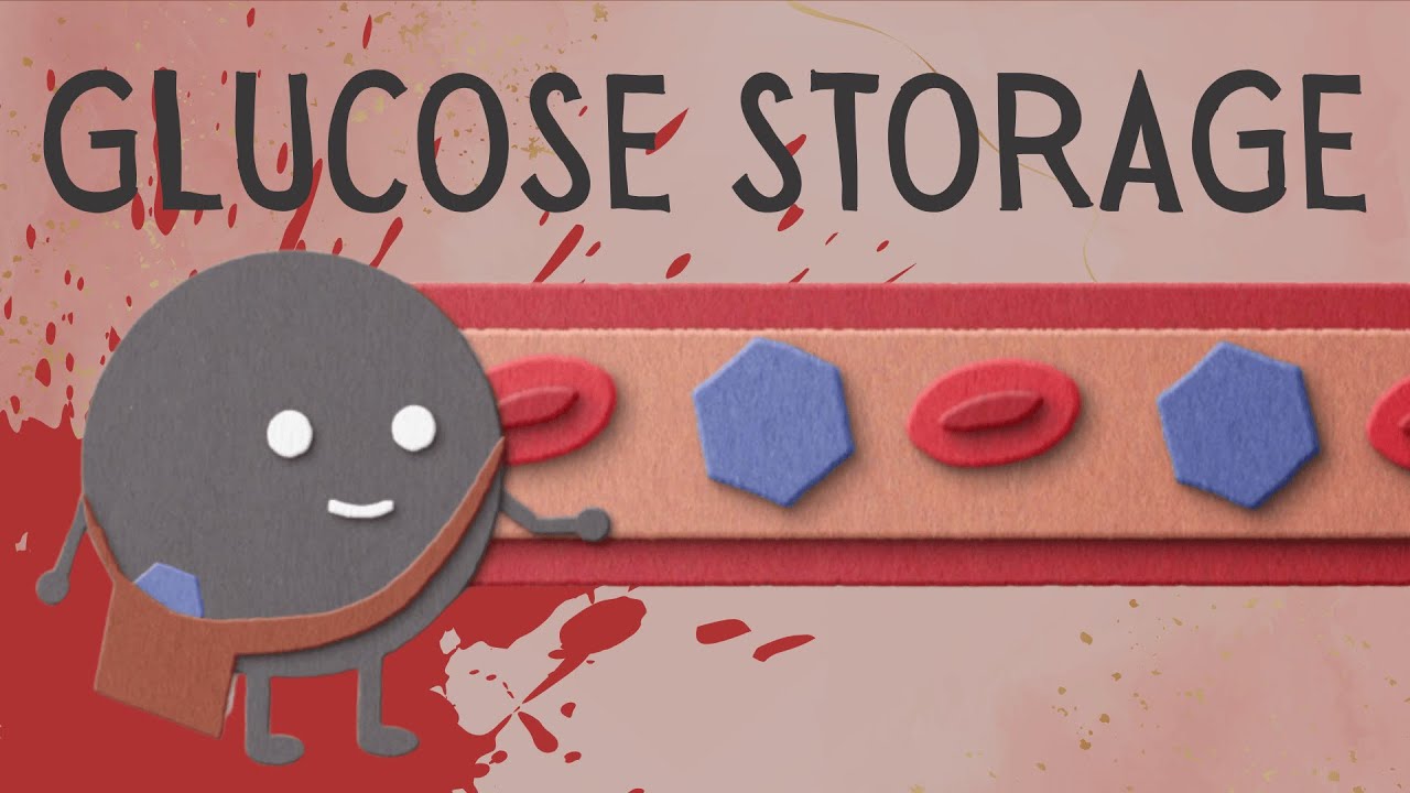 How do you store sugar in your body