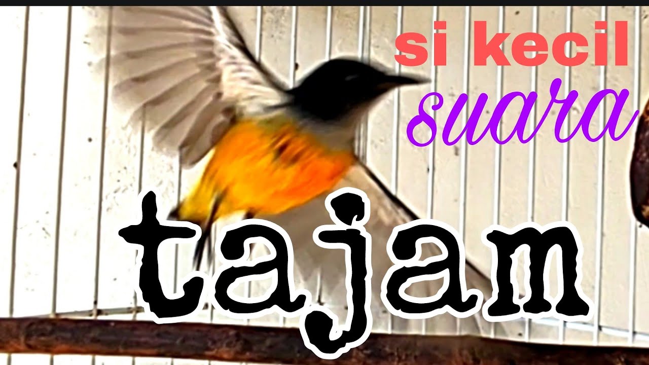 kemade bunga api suara tajam,untuk memancing kemade malas bunyi