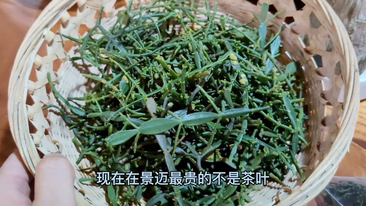 景迈全世界最大的栽培古茶园，最贵的竟是螃蟹脚，喝泡大平掌古树