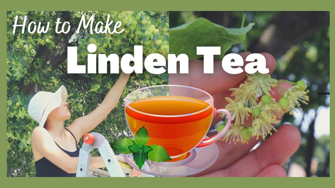 How to Make Linden Tea 🍃 ☕️