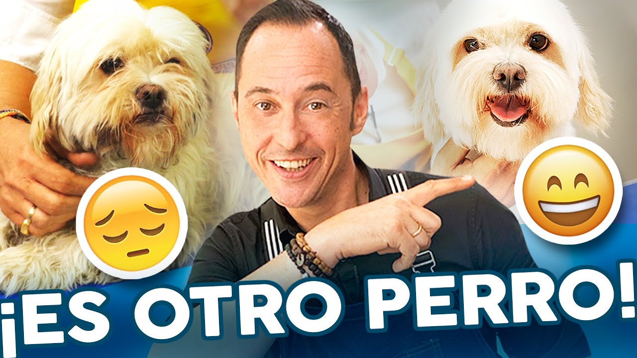 ¡CAMBIO RADICAL! 🔥PERRO ABANDONADO va a la PELUQUERÍA CANINA POR PRIMERA VEZ 😊