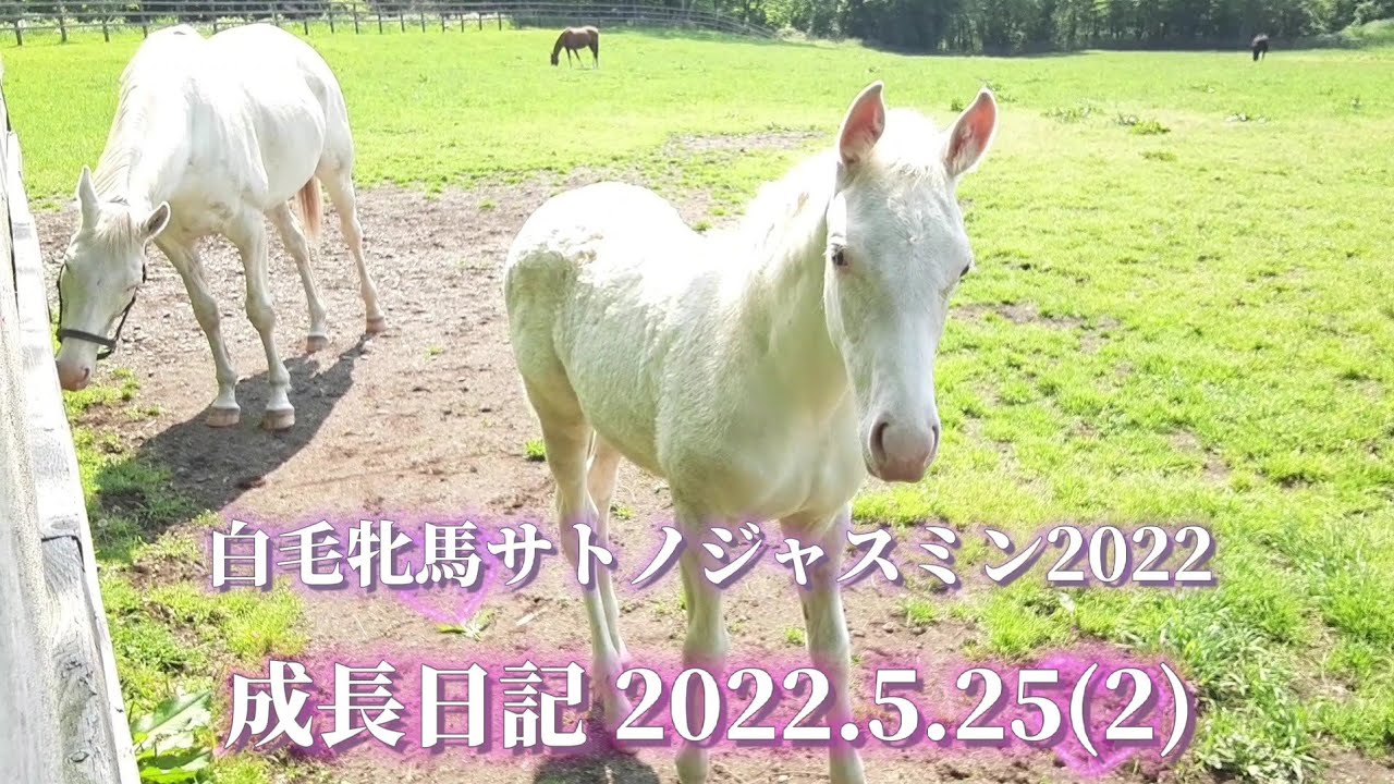 ゴージャス 白毛牝馬 サトノジャスミン 親子の『成長日記』2022.5.25(2)
