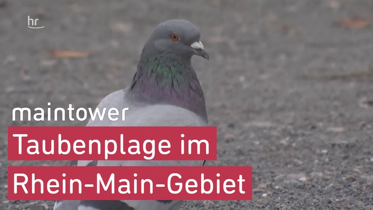 Taubenplage  – Unterwegs mit dem Schädlingsbekämpfer  | maintower