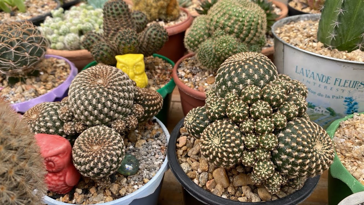 Algumas colônias lindas aqui na minha coleção #CACTOS#🥰🥰🥰
