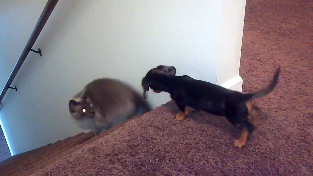 Miniature Dachshund playing with cat