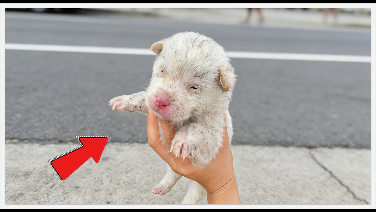 This Stray Puppy’s Transformation Is NOT What You Think! 🐾✨