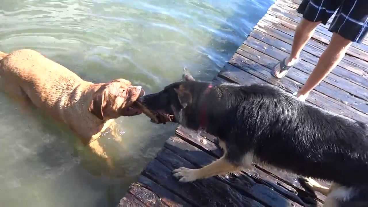 Dog Tug of WAR - French Mastiff VS German Shepherd with stick