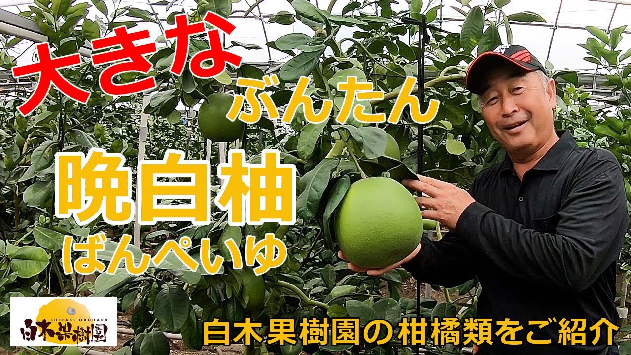 【白木果樹園】高知県土佐市・白木果樹園より柑橘類をご紹介！大きなぶんたん「晩白柚～ばんぺいゆ～」編