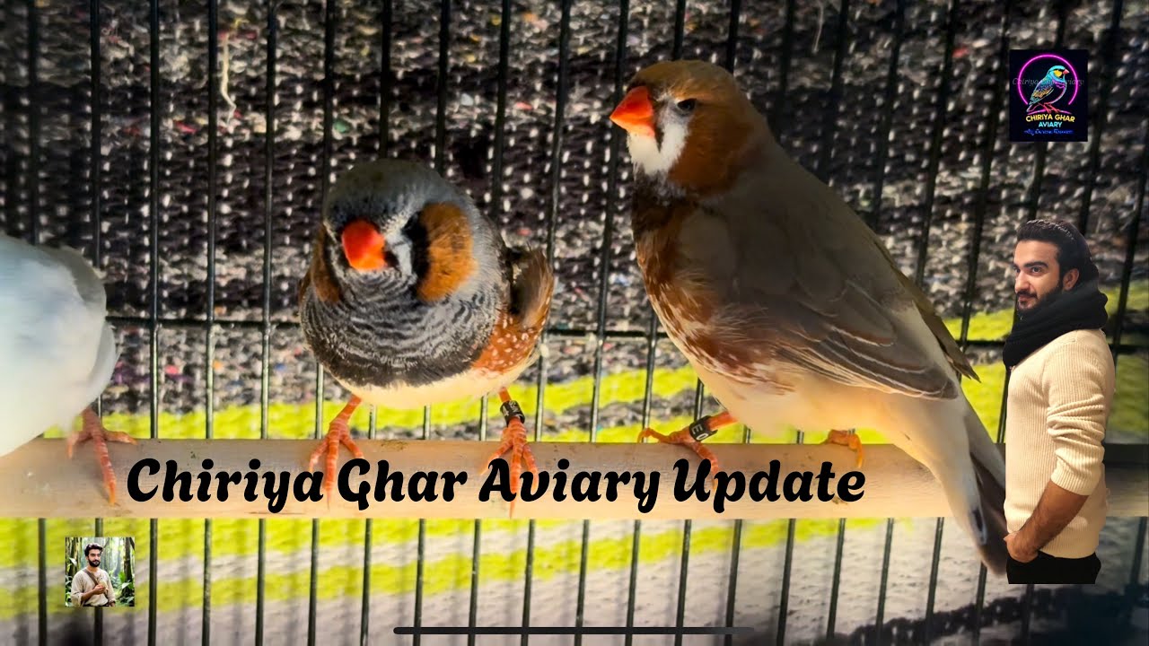 Zebra Finch Setup Latest Update | Meray Shed Ki Update #zebrafinches #finch #chiriyagharaviary