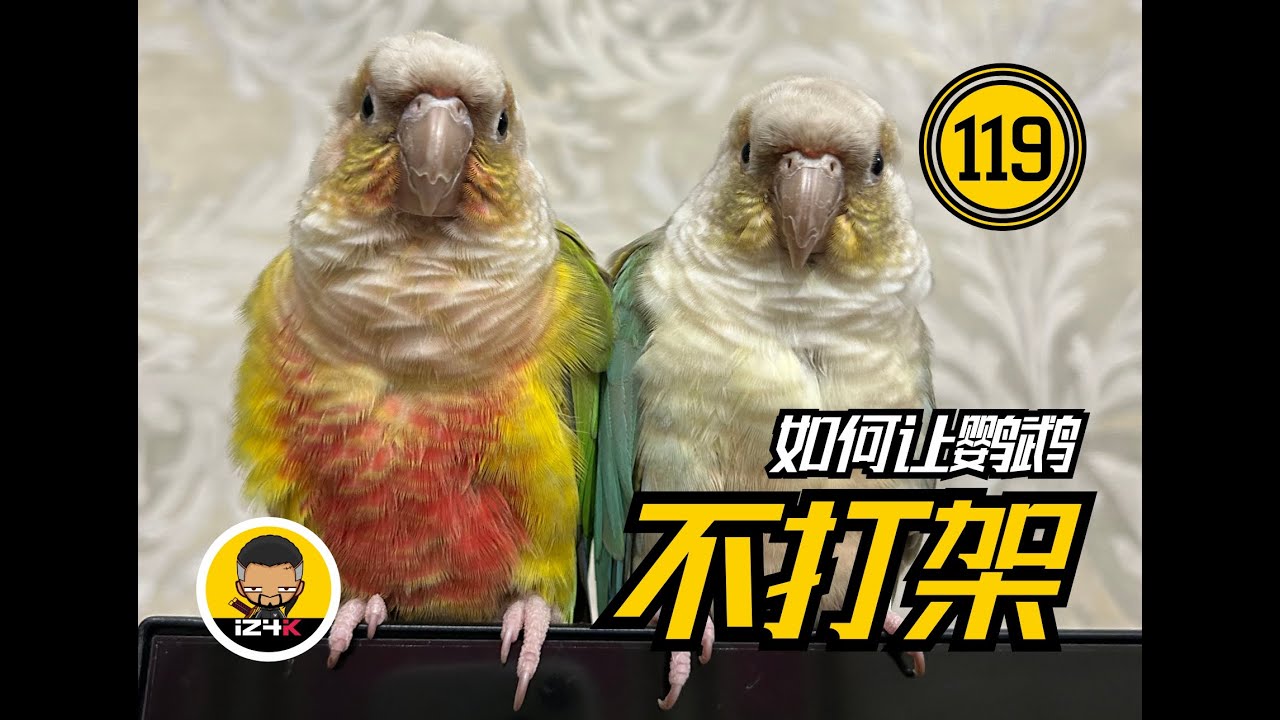 如何让鹦鹉和平共处~【#119】手养鹦鹉【问答】~怎么样才能不打架~分享一些小技巧~