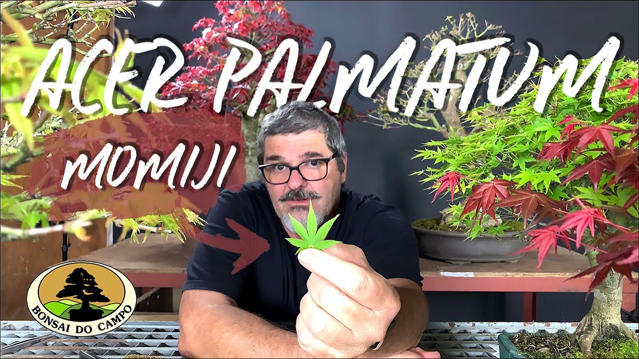 O Acer palmatum e o BONSAI.