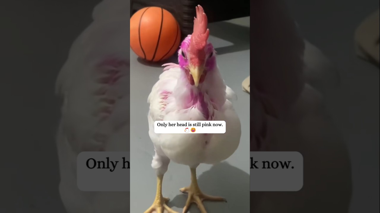 A girl rescued an abandoned chick that needed help, and then...