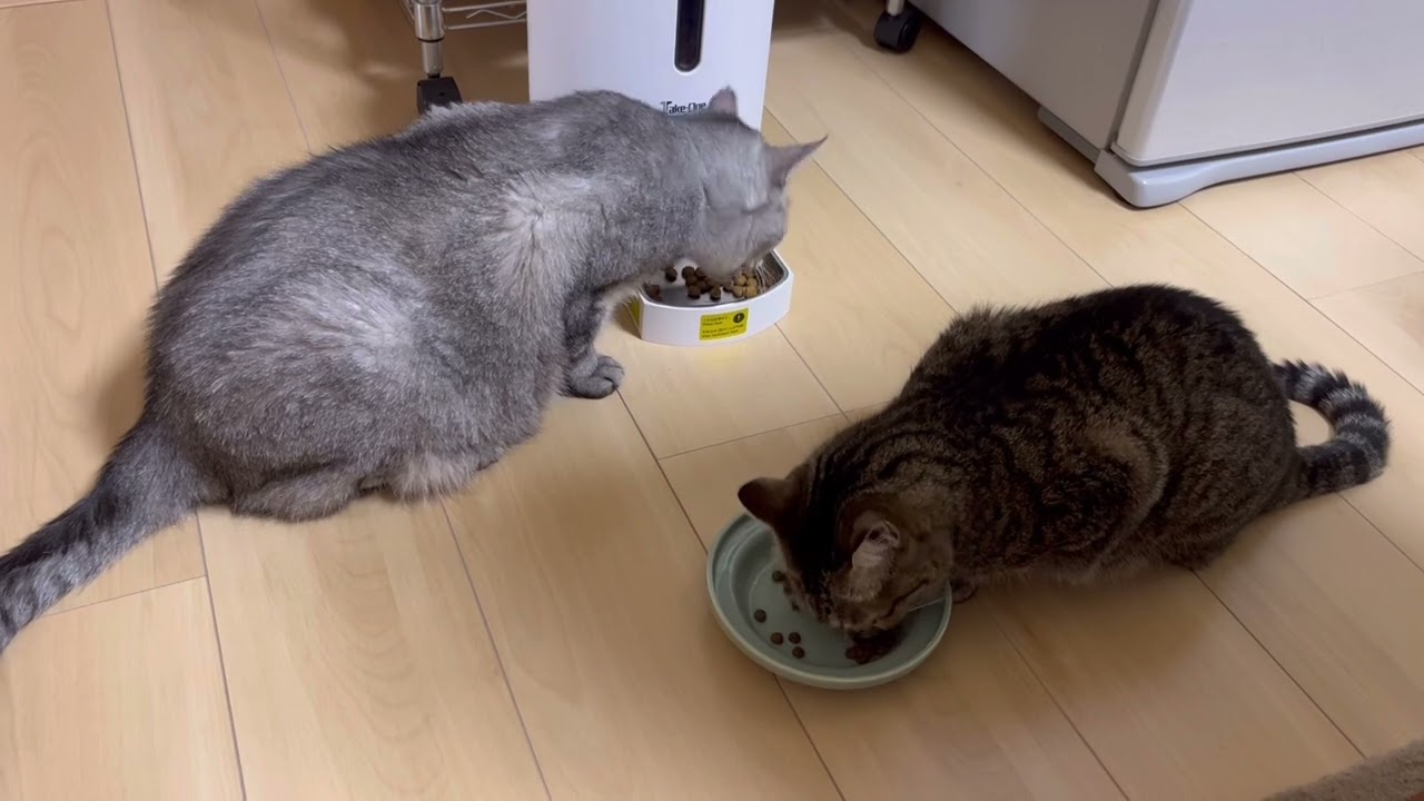 猫のお留守番対策で自動給餌器を買ってみたものの、問題が発生しました。