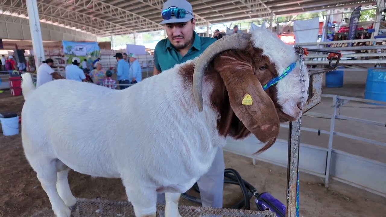 Estética Caprina Expo Ganadera Jalisco 2025.