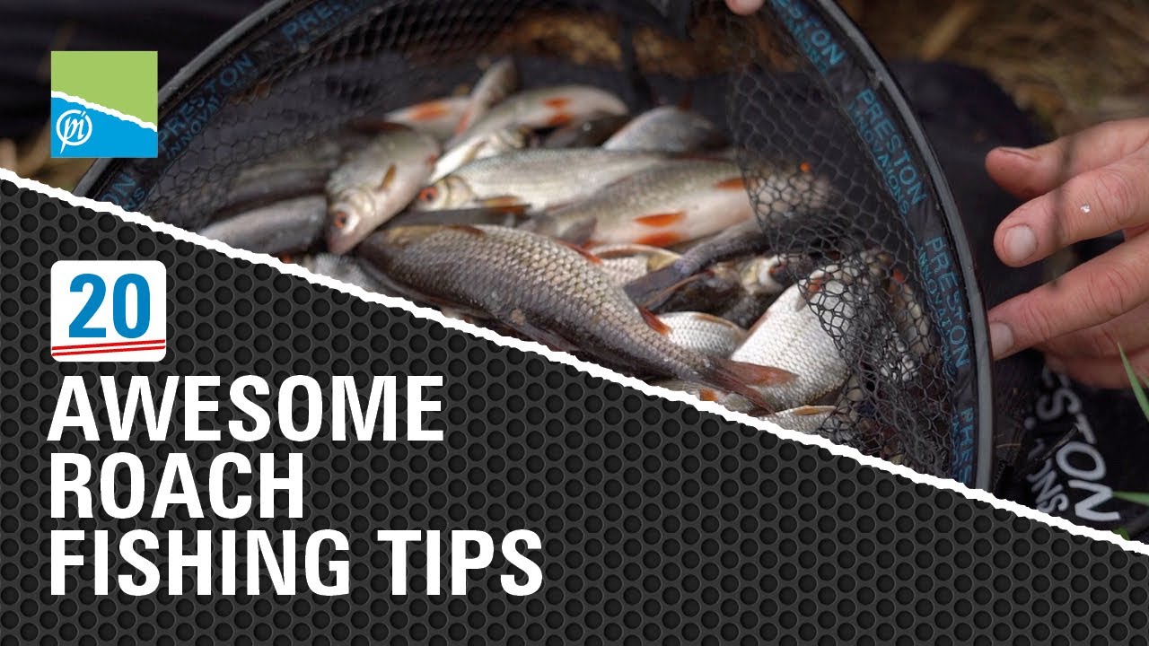 20 AWESOME Roach Fishing Tips!