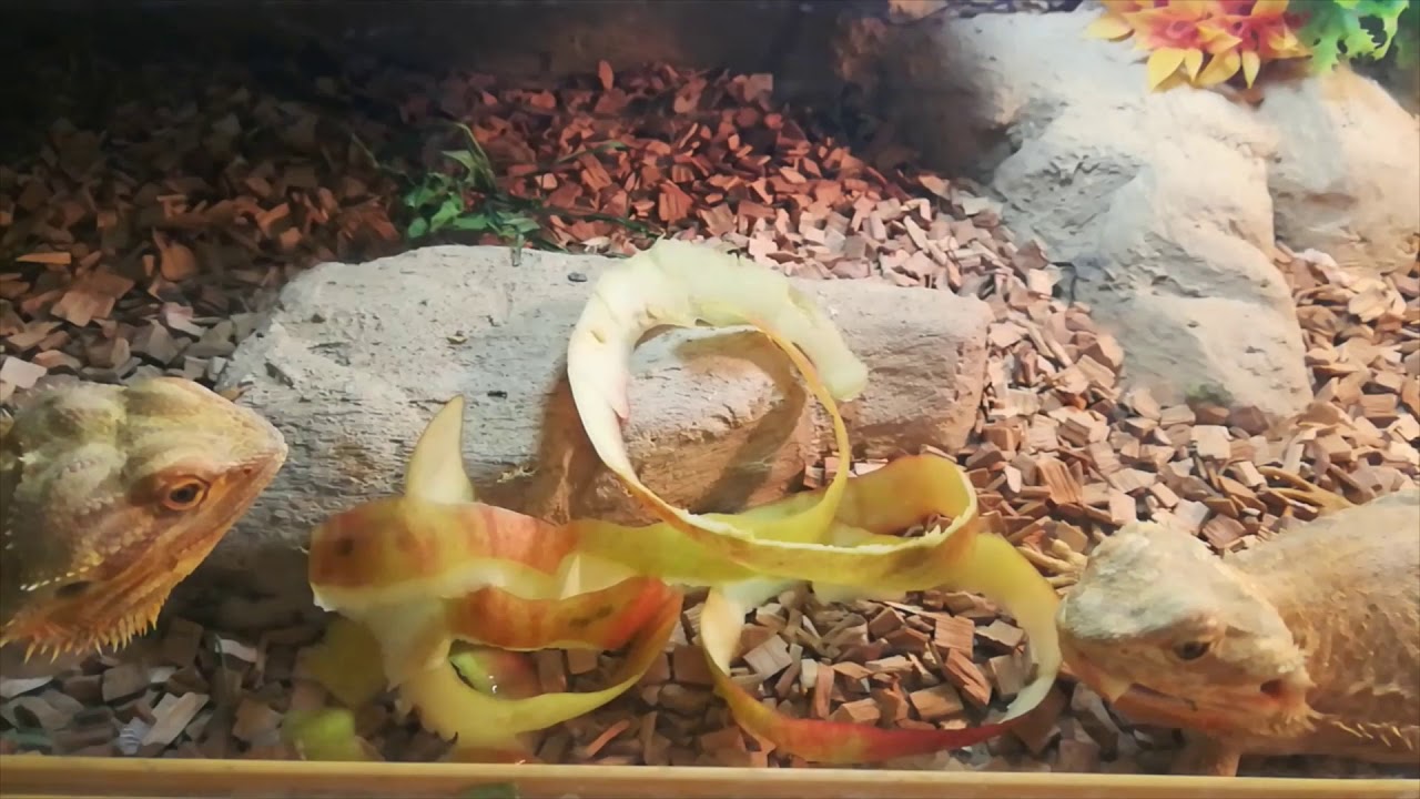 Agamy Brodate. M&oacute;j spos&oacute;b na podawanie jabłek agamom.