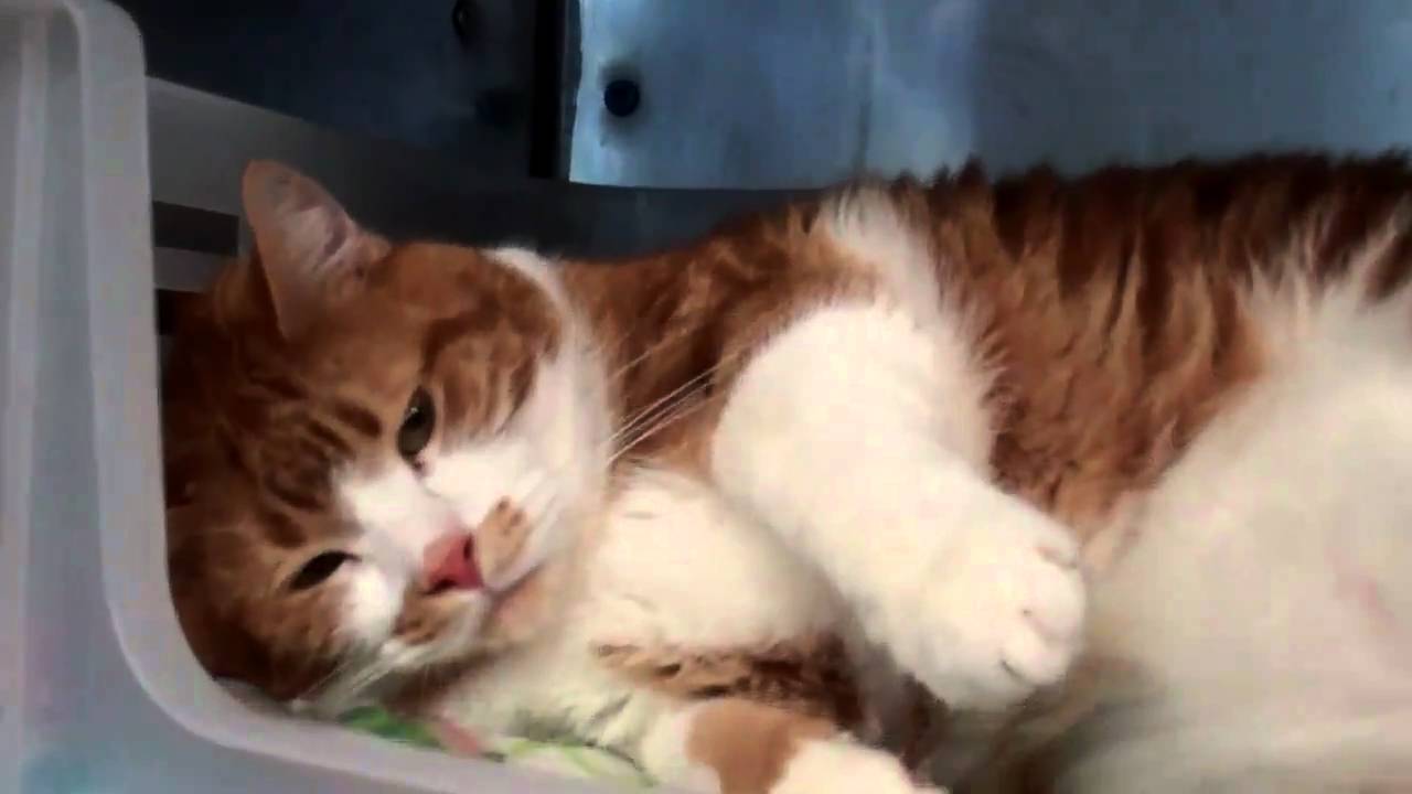 Meet Radish!  Animal ID  A595388 Cage: AB-06