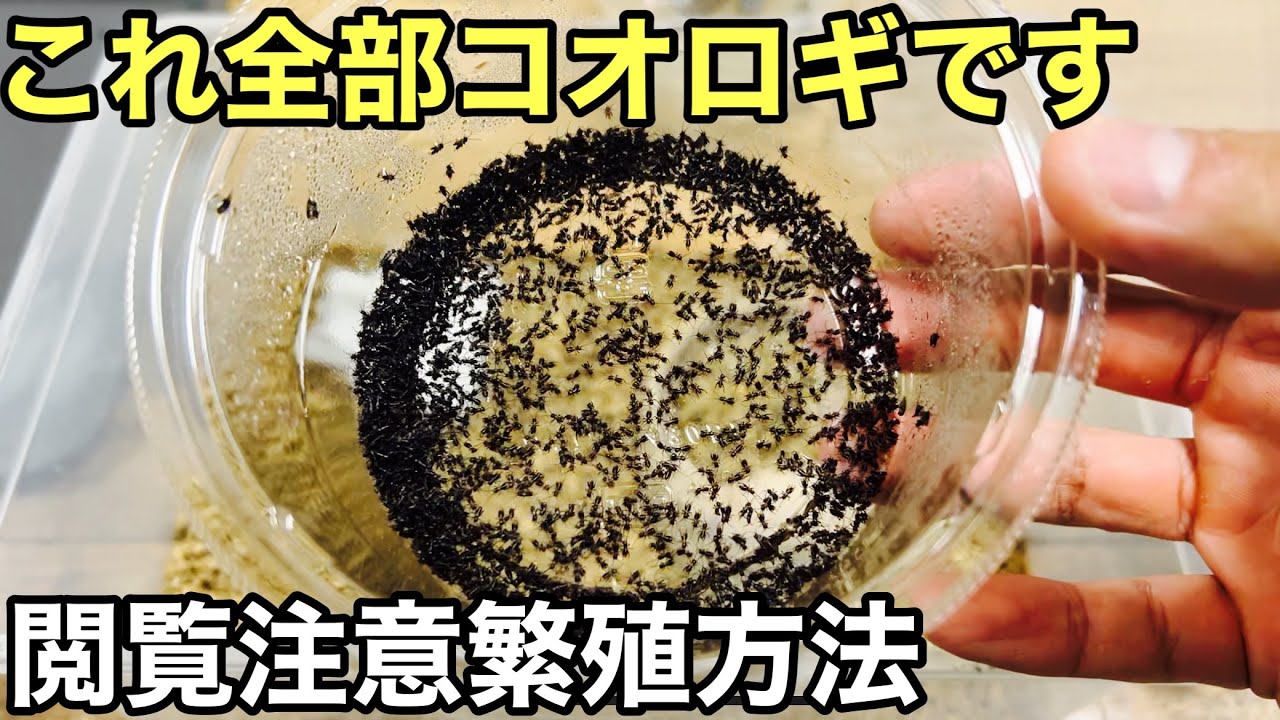 めちゃくちゃ簡単コオロギの繁殖方法増えすぎ注意そして閲覧注意です【爬虫類の餌】