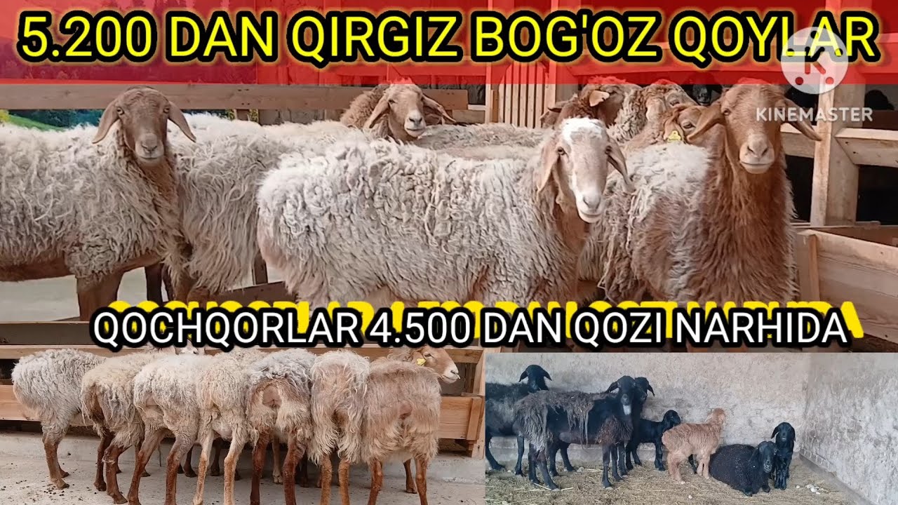 BOG'OZ QOYLAR ARZONLAB KETTI 🤫🤫😲😲