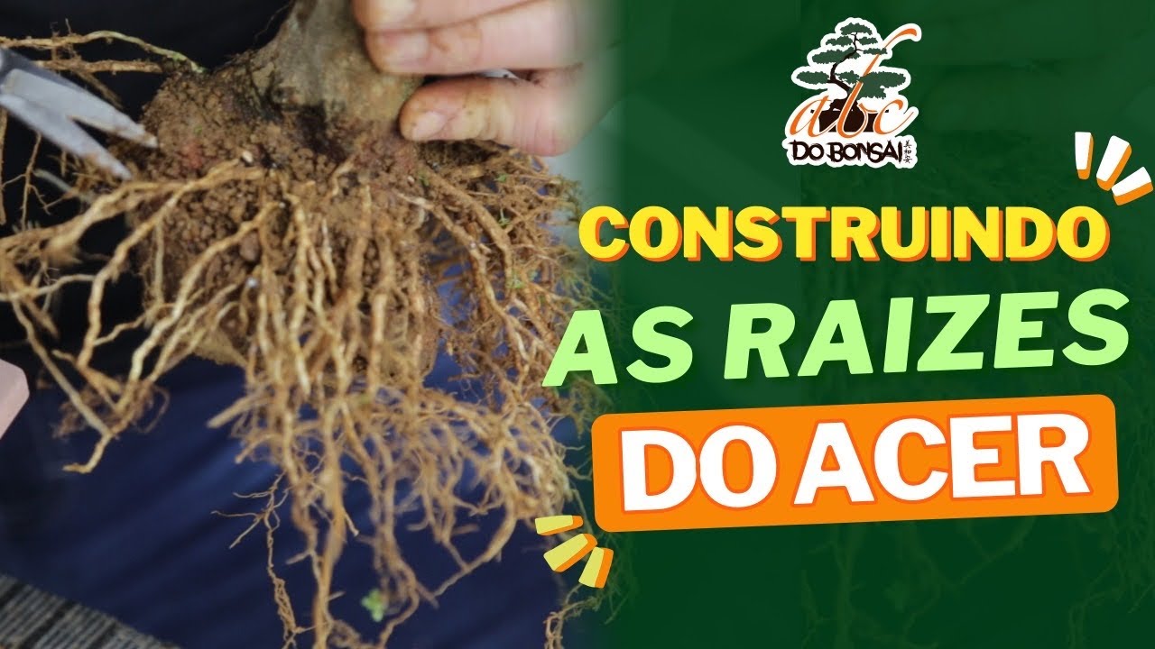 CONSTRUINDO AS RAIZES DO BONSAI ACER - PARTE 2