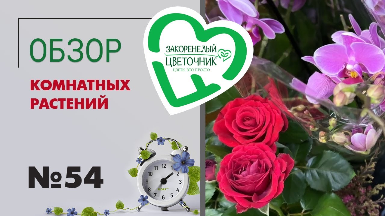 #54 Обзор комнатных растений | Филодендроны, драцена санрей, сингониймы, антуриумы, калатеи