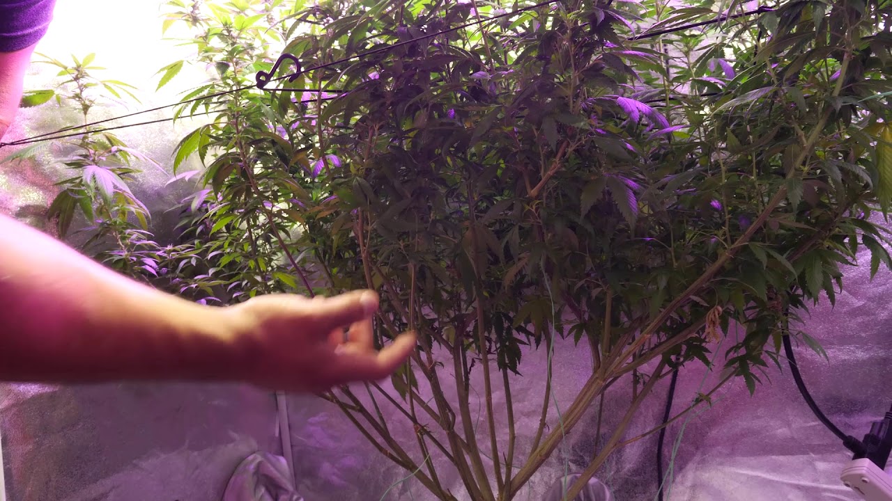 Checking On Our Cannabis Plant In The Second Week Of Flower