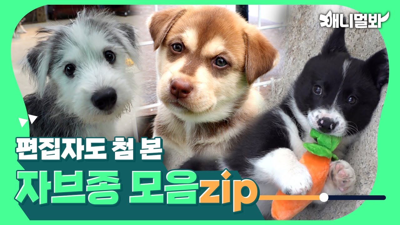 말스키, 쿠앤크 웰시코기…알래스칸 리트리버  스피츠?😮 꼬물이 자브종 모음_zipㅣMixed Munchkins Compilation (Mixed dog)