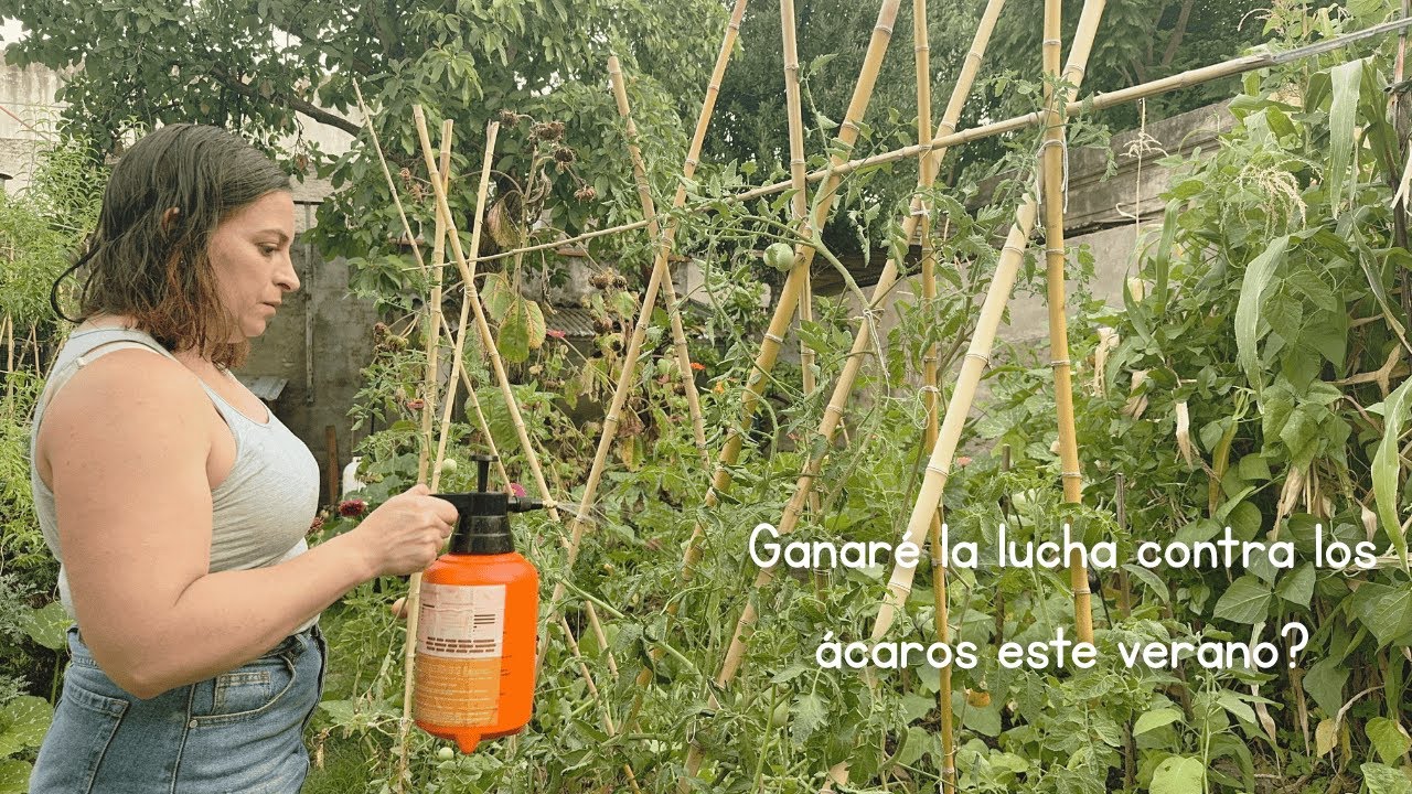 Mi pelea de nunca acabar contra los ácaros en los tomates | Todo lo que probé y te cuento la posta