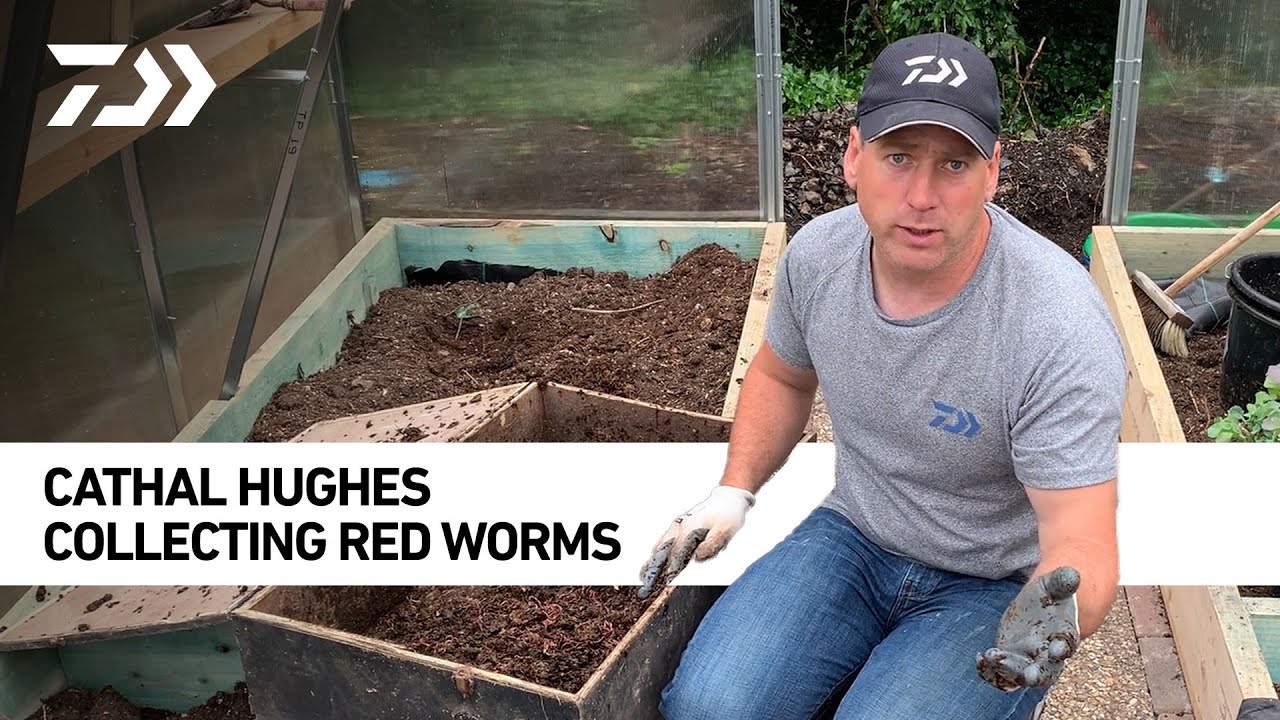 Cathal Hughes - Collecting Red Worms