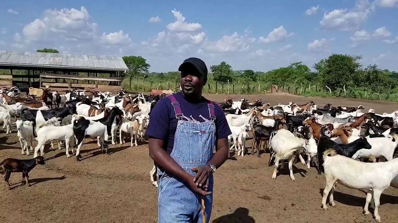 How to manage more goats in one area