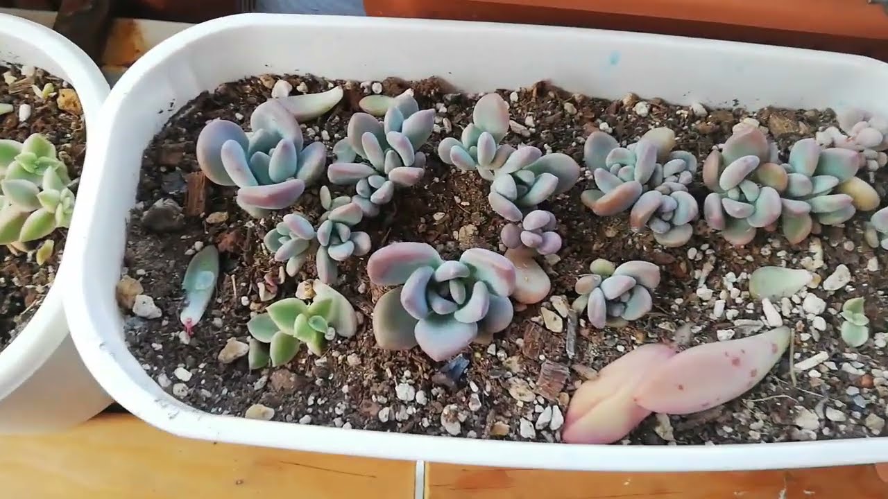 sıcaklarda sukulent bakımı⁉️sukulentlerin durumu ne olacak☀️🌵