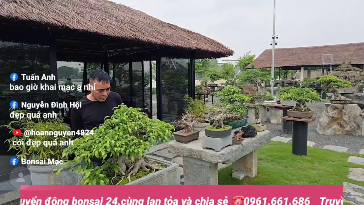 Phát trực tiếp của Bonsai Mạc Nam Định