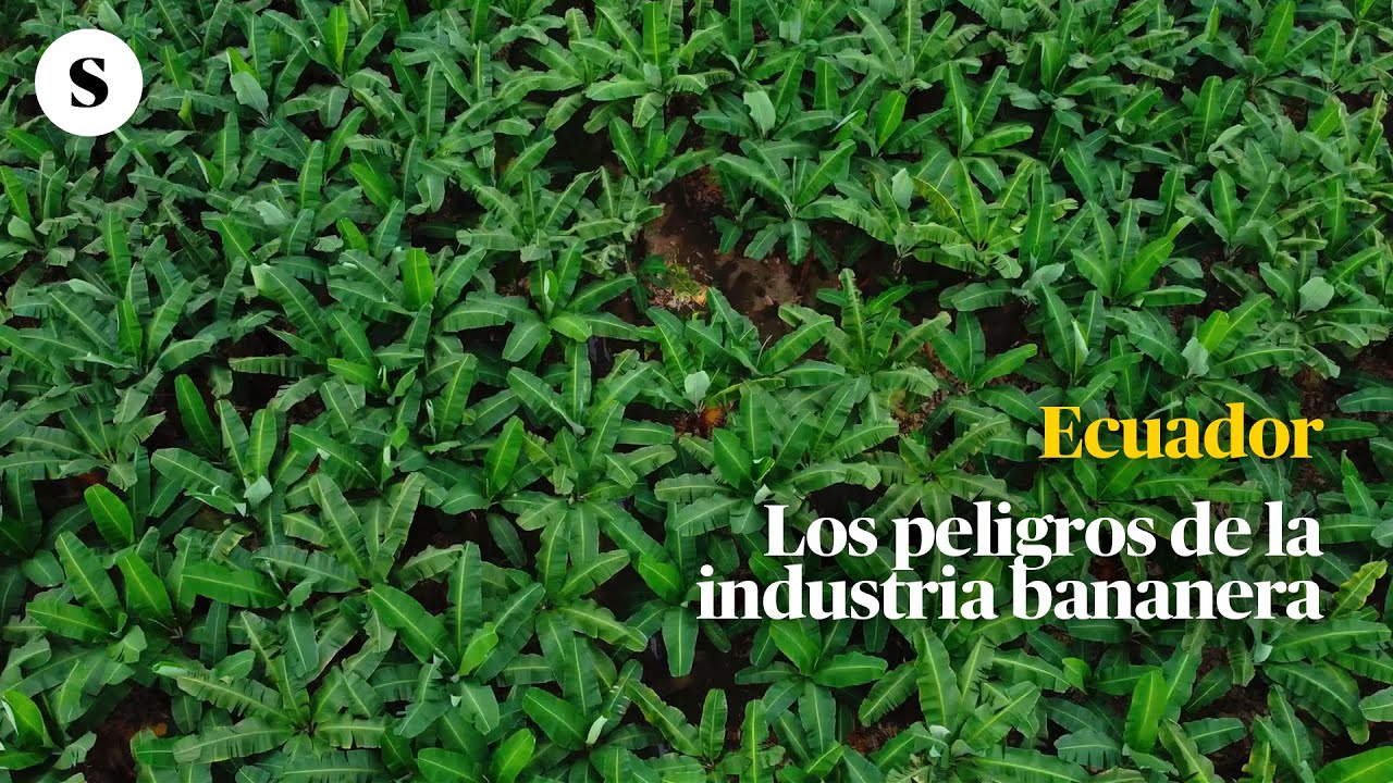 Los peligros de la industria bananera en Ecuador