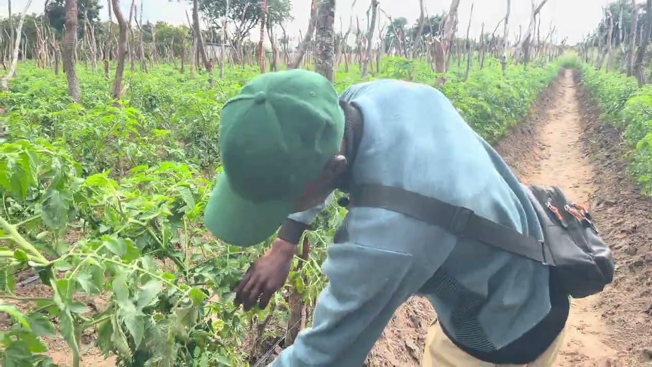 Part 1 We have taken over of the 7,000 Trinity Hybrid F1 plants to assist the farmer #farming 