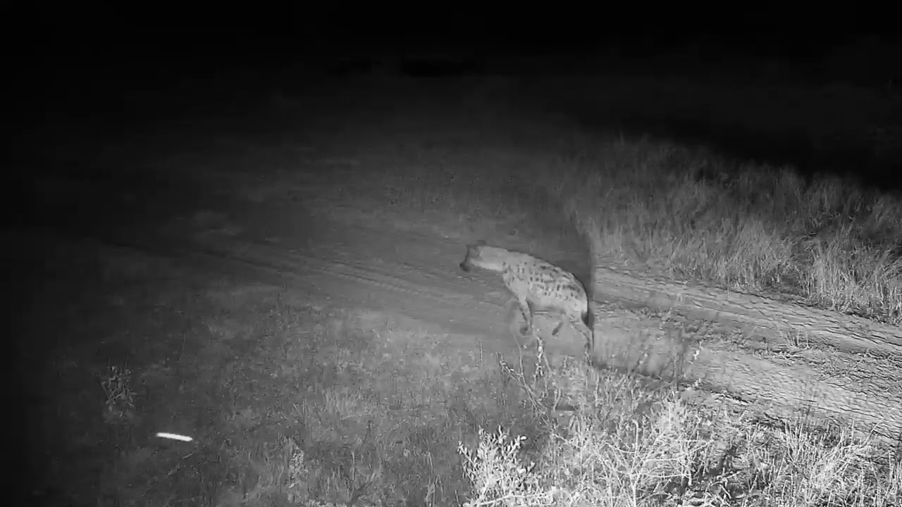 Djuma: Lone Hyena walks up listens then goes behind cam tree - 19:07 - 08/12/20