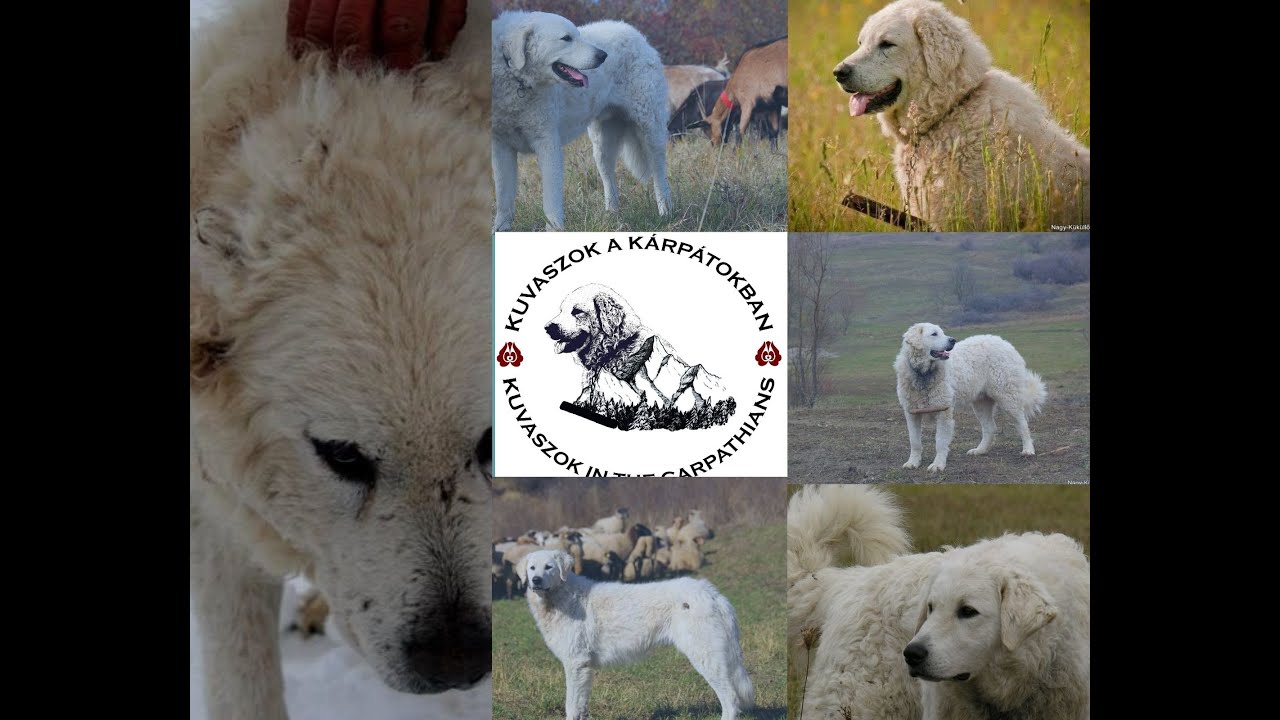 Kuvasz falka Erdélyben-2021