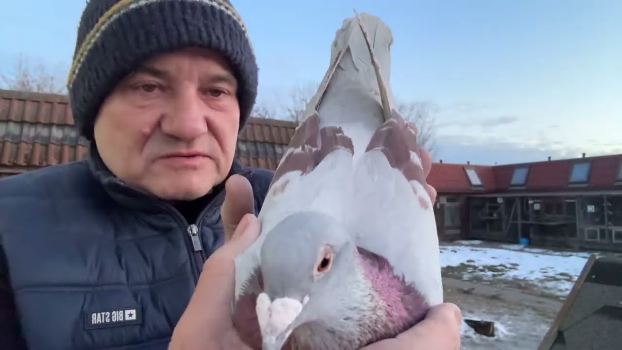 Gołębie czerwone,płowe Łepuch linia Vosa ,Playboy,Mały Vos do rozpłodu 513016809 Artur Pawelec